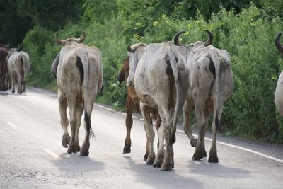 Herds of cattle walk horizontally across country roads.