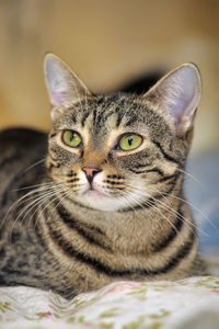 Close-up portrait of a cat