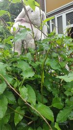 Plants growing in pond