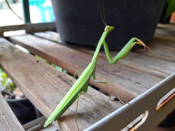 High angle view of insect on table