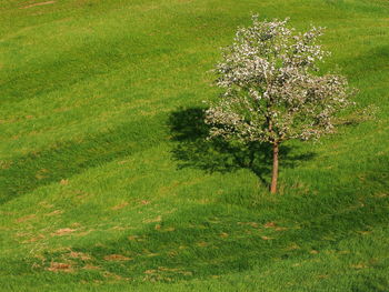Scenic view of grassy field and trees