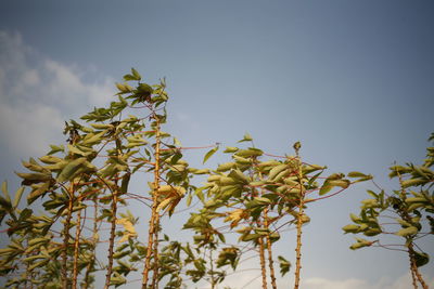 Low angle view of flowering plant against sky