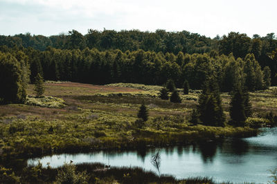 Scenic view of lake in forest against sky