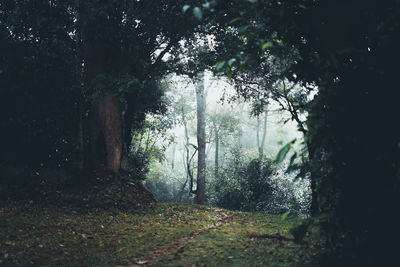 Trees in forest