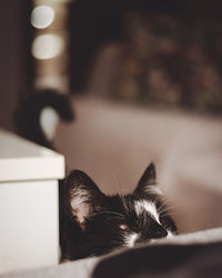 Close-up of cat looking away