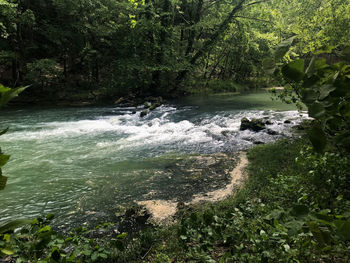 Scenic view of river flowing in forest