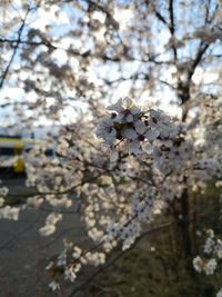 Close-up of white cherry blossom tree