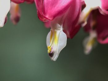 Close-up of honey bee on flower