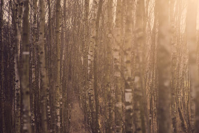 Full frame shot of tree trunk