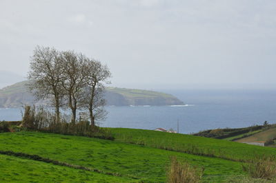 Scenic view of field by sea against sky