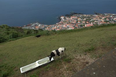 View cows on landscape