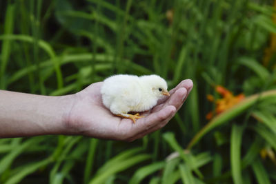 Close-up of hand holding chick