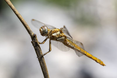 Close-up of dragonfly on twig