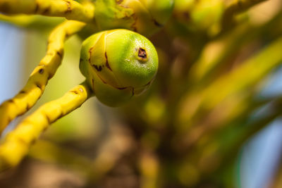 Close-up of fruits on tree