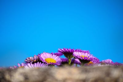 Close-up of pink flowering plants against blue sky