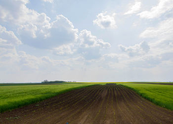 Scenic view of agricultural field against sky