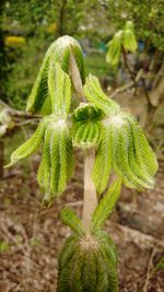 Close-up of green plant growing on land