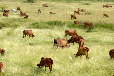 Cows grazing in field