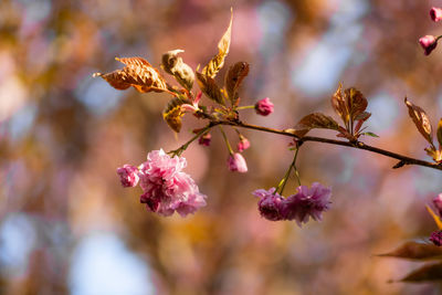 Close-up of pink cherry blossoms in spring