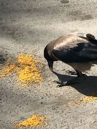 High angle view of bird on beach