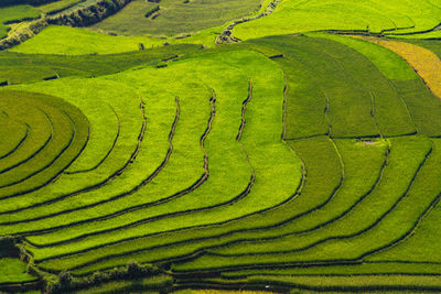 Scenic view of agricultural field