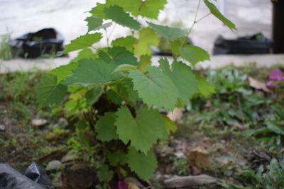 High angle view of leaves on field