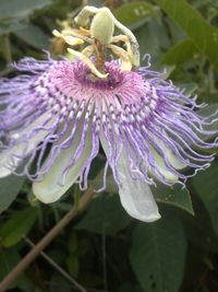 Close-up of purple flowers blooming