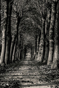 Trees in park