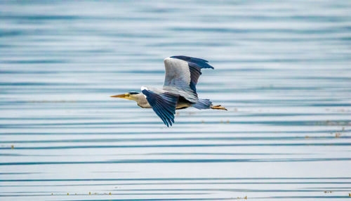 Seagull flying over lake