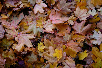 High angle view of maple leaves on tree during autumn