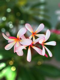 Close-up of pink flower