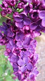 Close-up of pink flowers