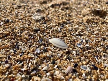 Close-up of shell on stones