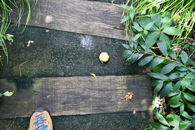 Low section of person standing by leaves on footpath