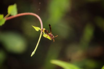 Close-up of ant on leaf