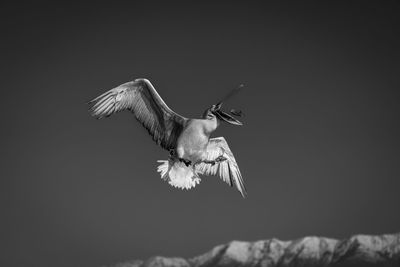 Close-up of bird flying against clear sky