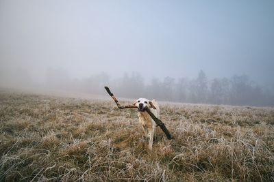 Dog carrying branch on field