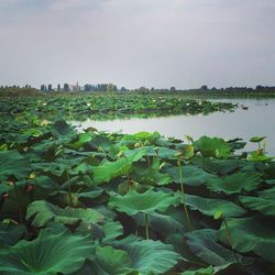Cactus plants growing in water against sky