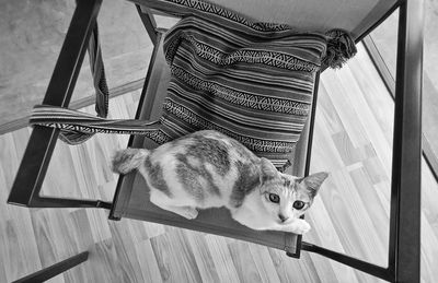 Kitten relaxing on the chair