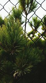 Low angle view of trees against sky