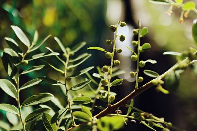Close-up of plant growing on field