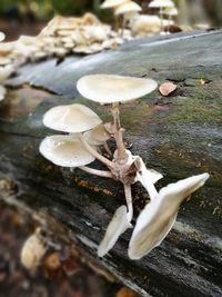 Close-up of mushroom