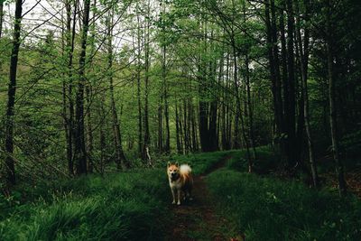 Dog in a forest