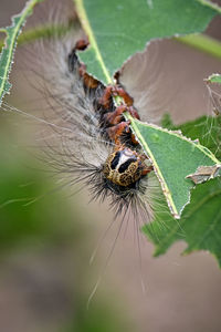 Close-up of butterfly on leaf