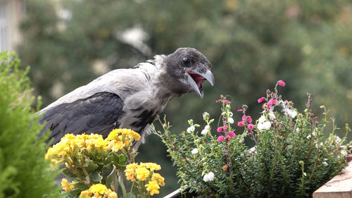 Close-up of bird on flower