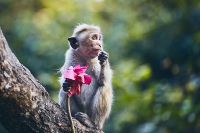 Monkey with flower on tree