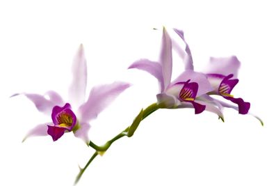 Close-up of pink flowers