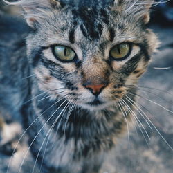 Close-up portrait of cat