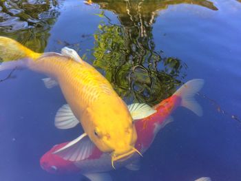 High angle view of koi carps swimming in water