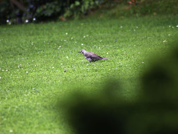 View of bird on field